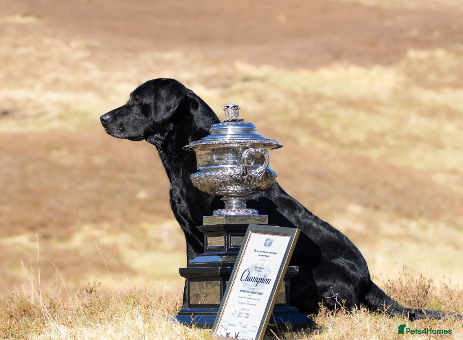 Labrador Retriever dogs Championship Winner FTCh Rustler Master puppies   - Advert 1