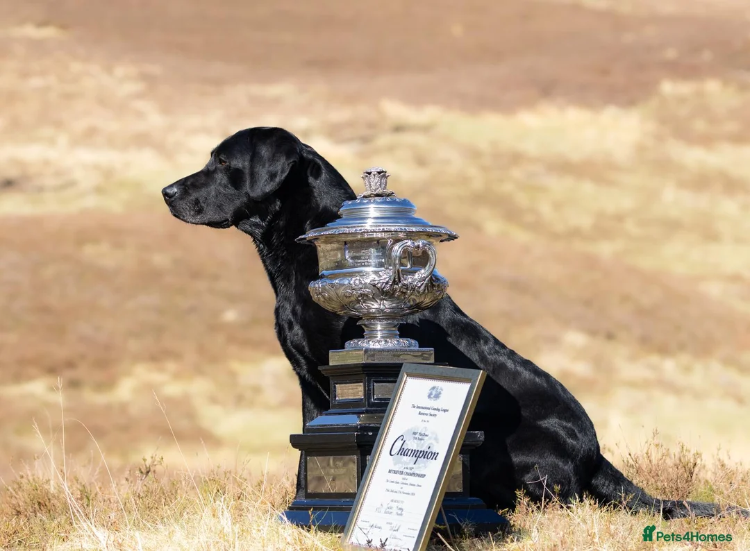 Labrador Retriever dogs for sale: Championship Winner FTCh Rustler Master puppies   - Advert 1
