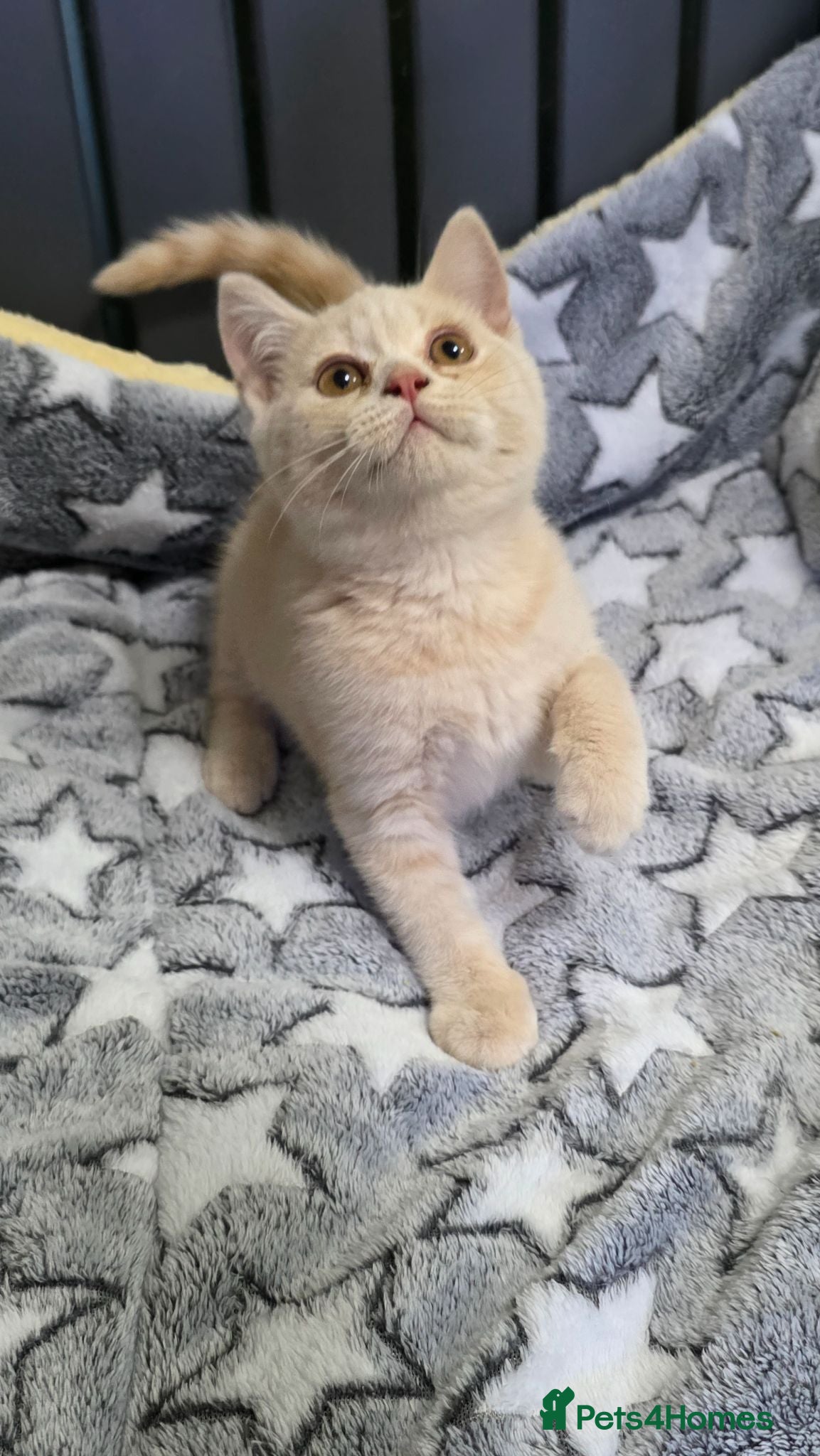 British Shorthair cats GCCF registered beautiful kittens  - Advert 1