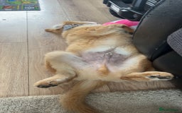 Mixed Breed dogs for sale: Chow X collie  - Image 3