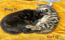 Bengal cats for sale: 3/4 Bengal - cross kittens  - Image 20
