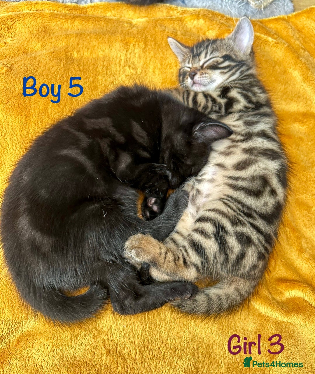 Bengal cats for sale: 3/4 Bengal - cross kittens  - Image 20