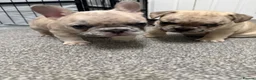 French Bulldog dogs for sale: French bulldogs  - Advert 19