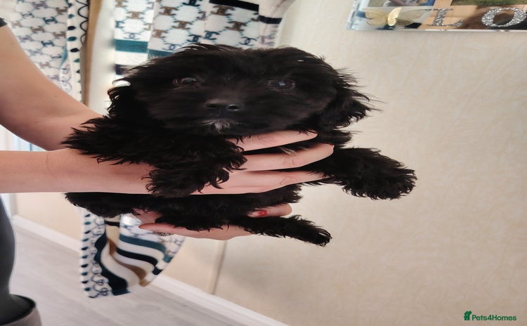 Cavapoo dogs - Advert 7