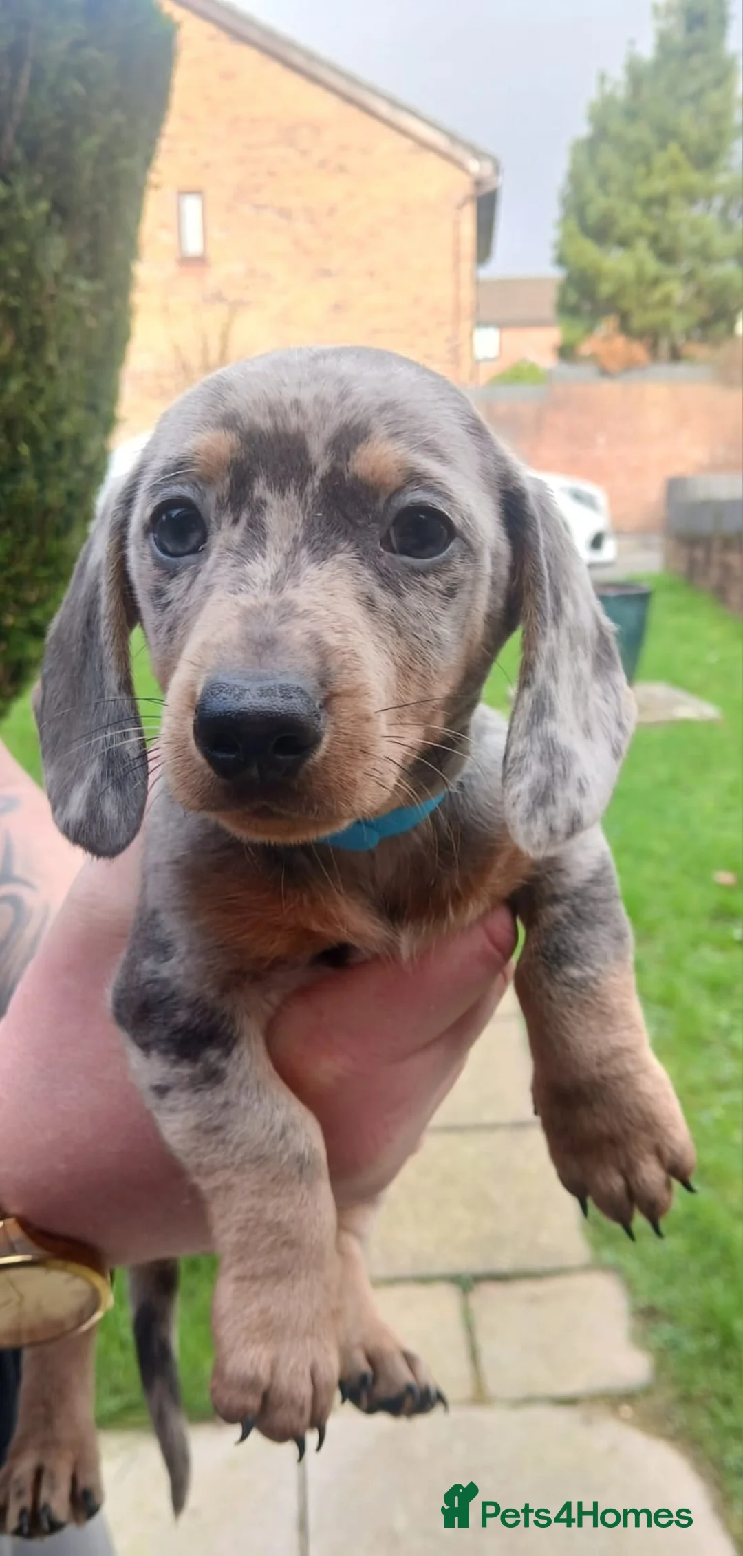 Miniature Dachshund dogs for sale: miniature dachshund puppies  - Advert 9