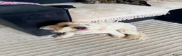 Cockapoo dogs for sale: 8 month old male Cockapoo - Advert 5