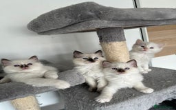 Ragdoll cats for sale: Registered Ragdoll kittens LAST GIRL HCM/PKD clear - Image 28