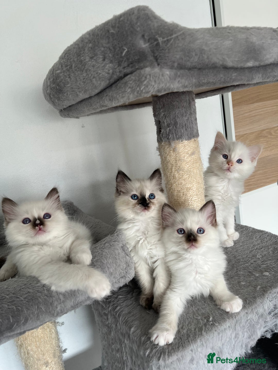 Ragdoll cats for sale: Registered Ragdoll kittens LAST GIRL HCM/PKD clear - Image 28