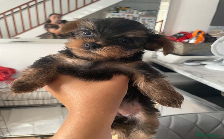Yorkshire Terrier dogs - Advert 12