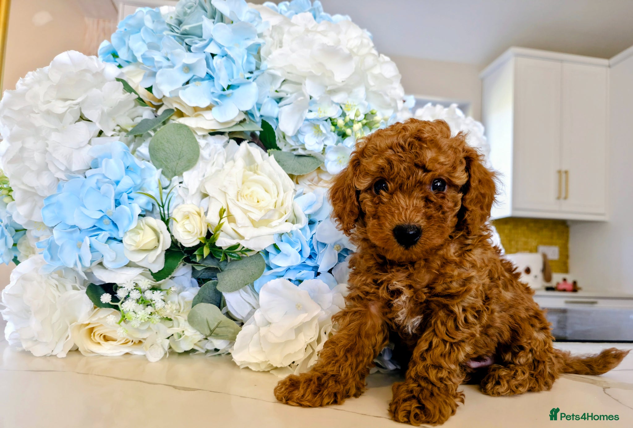 Toy Poodle dogs KC. Health tested parents. Red Toy Poodles  - Advert 1