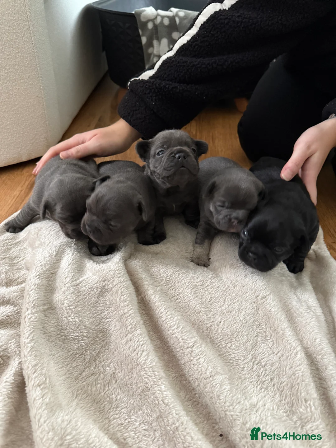 French Bulldog dogs for sale: French bulldog puppies for sale to good homes - Advert 1