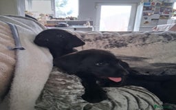 Labrador Retriever dogs for sale: Beautiful black lab pups KC Reg - Image 3