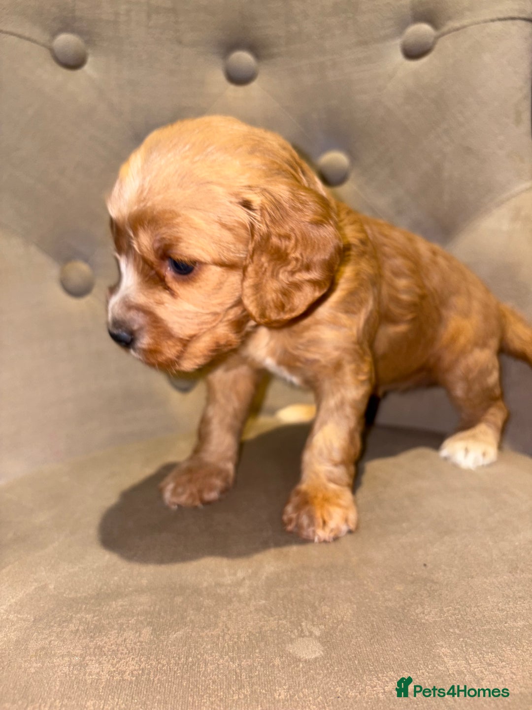 Cockapoo dogs for sale: Beautiful litter of Cockapoo pups - Advert 25