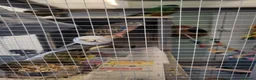 Parakeets birds for sale: 3 Birds and Big  wooden  cage nearly  new   - Advert 7