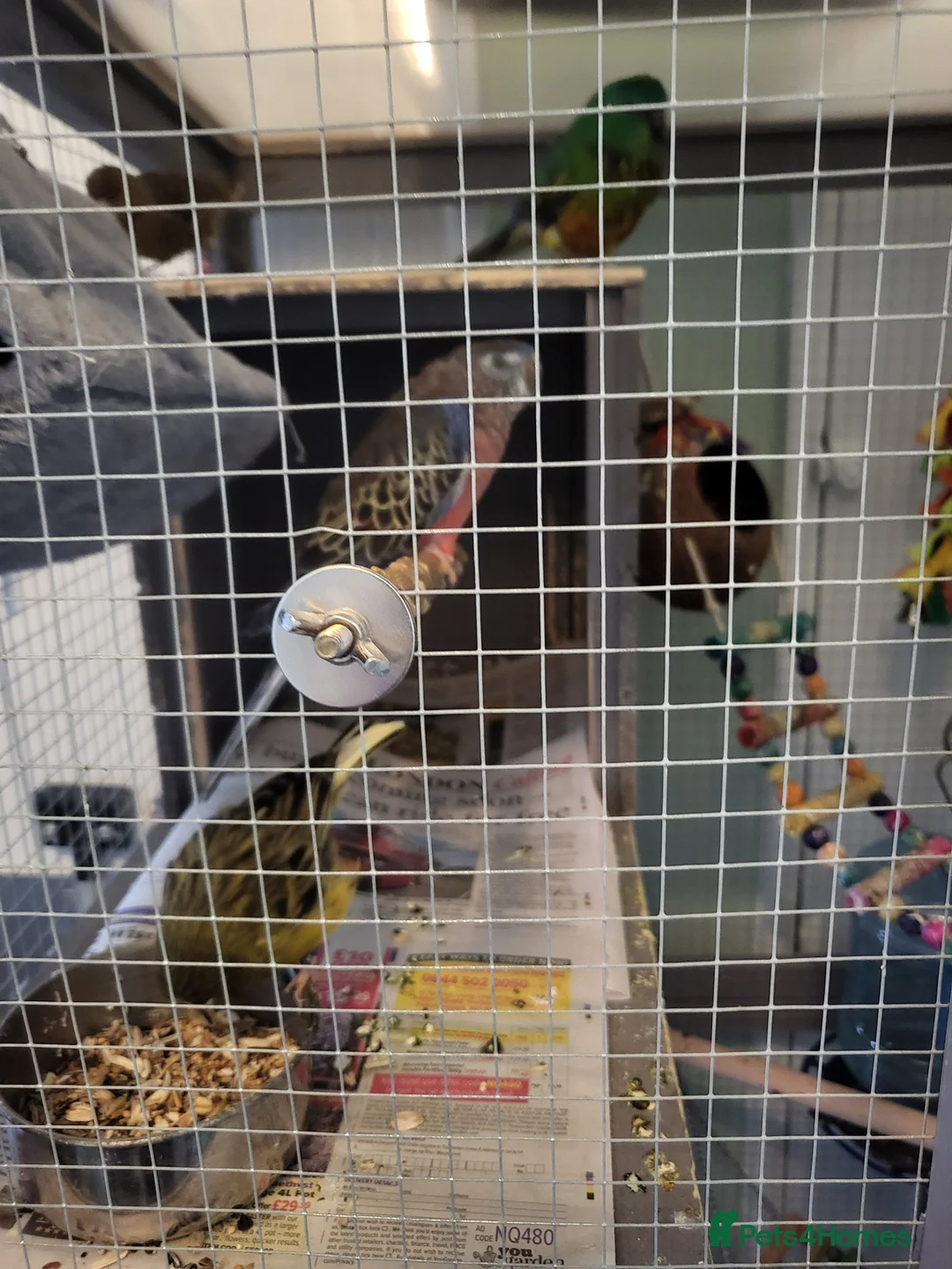 Parakeets birds for sale: 3 Birds and Big  wooden  cage nearly  new   - Advert 7