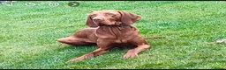 Hungarian Vizsla dogs for sale: Collect in two weeks!🐾KC smooth Hungarian Vizslas - Advert 22