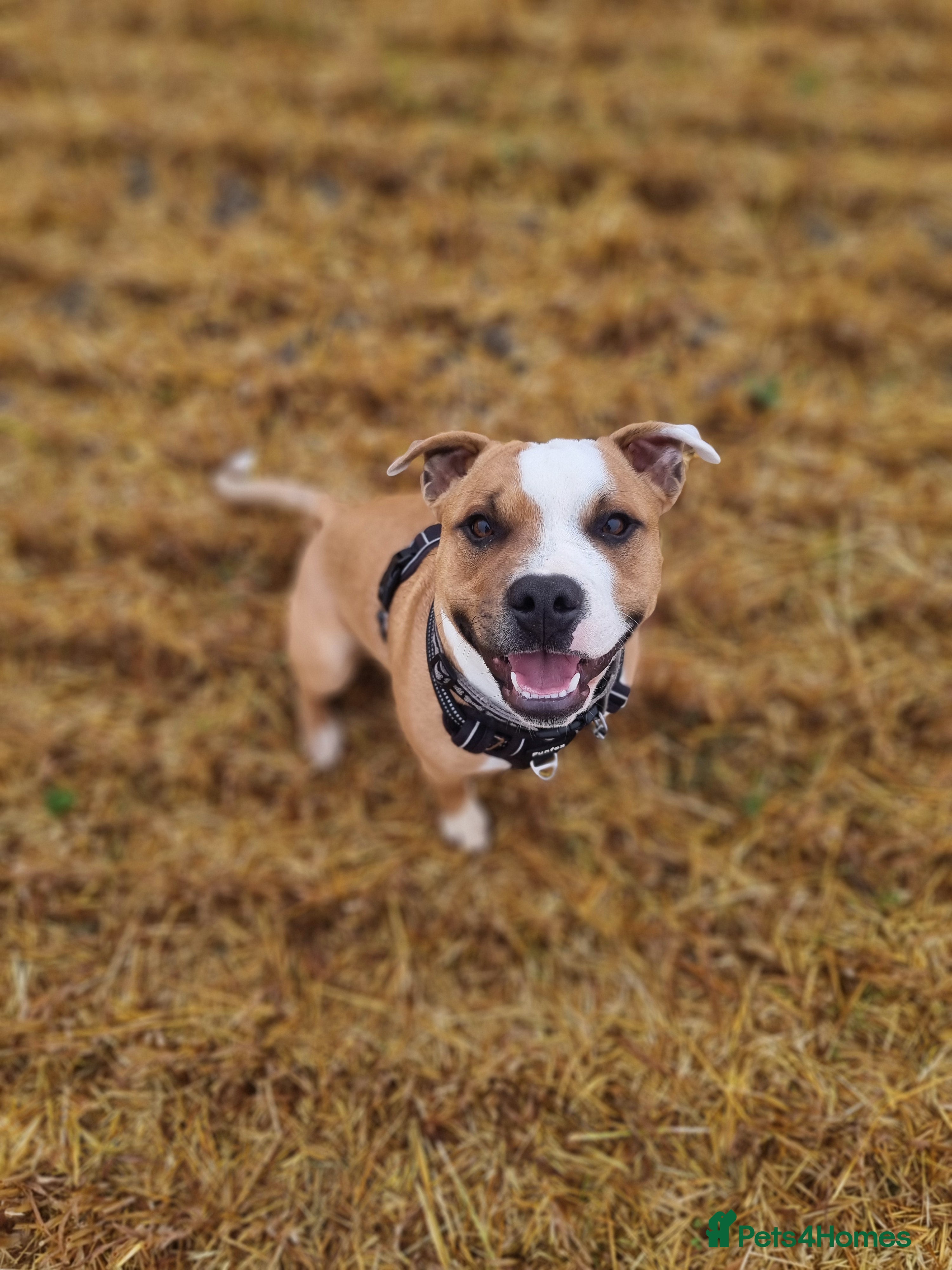 Staffordshire Bull Terrier dogs Male Staffordshire Bull Terrier  - Advert 4