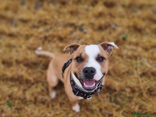 Staffordshire Bull Terrier dogs Male Staffordshire Bull Terrier - Advert 1