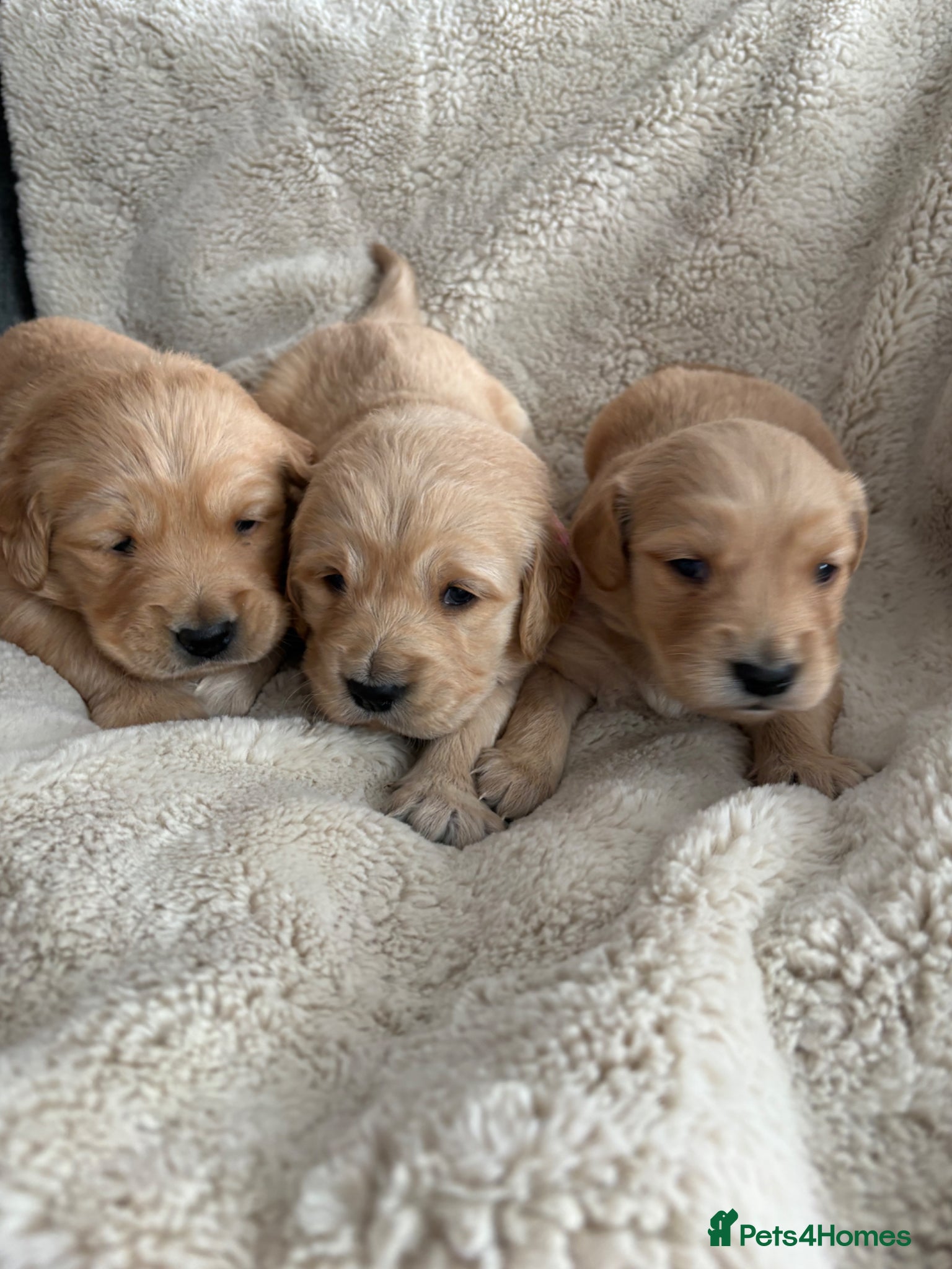 Golden Retriever dogs Dark golden retriever puppies kc reg 🐶🐾🦴 - Advert 6