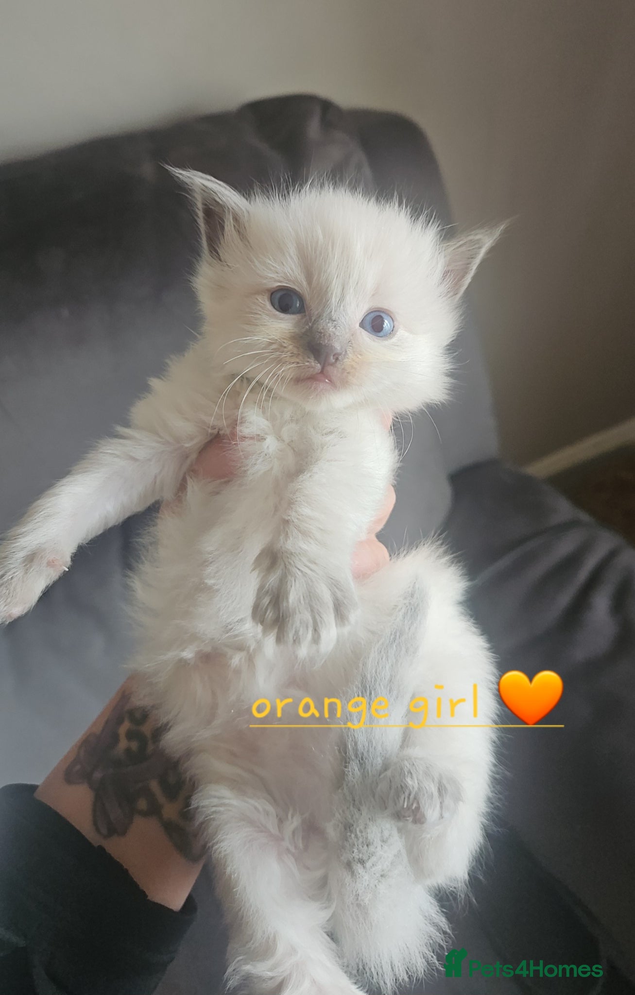 Ragdoll cats Ragdoll kittens 😸 *1 girl left🤎* - Advert 2