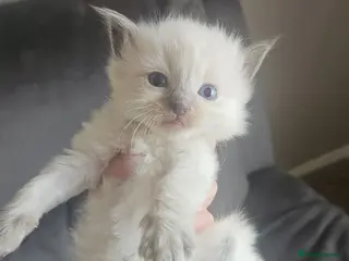 Ragdoll cats Ragdoll kittens 😸 *1 girl left🤎* - Advert 2