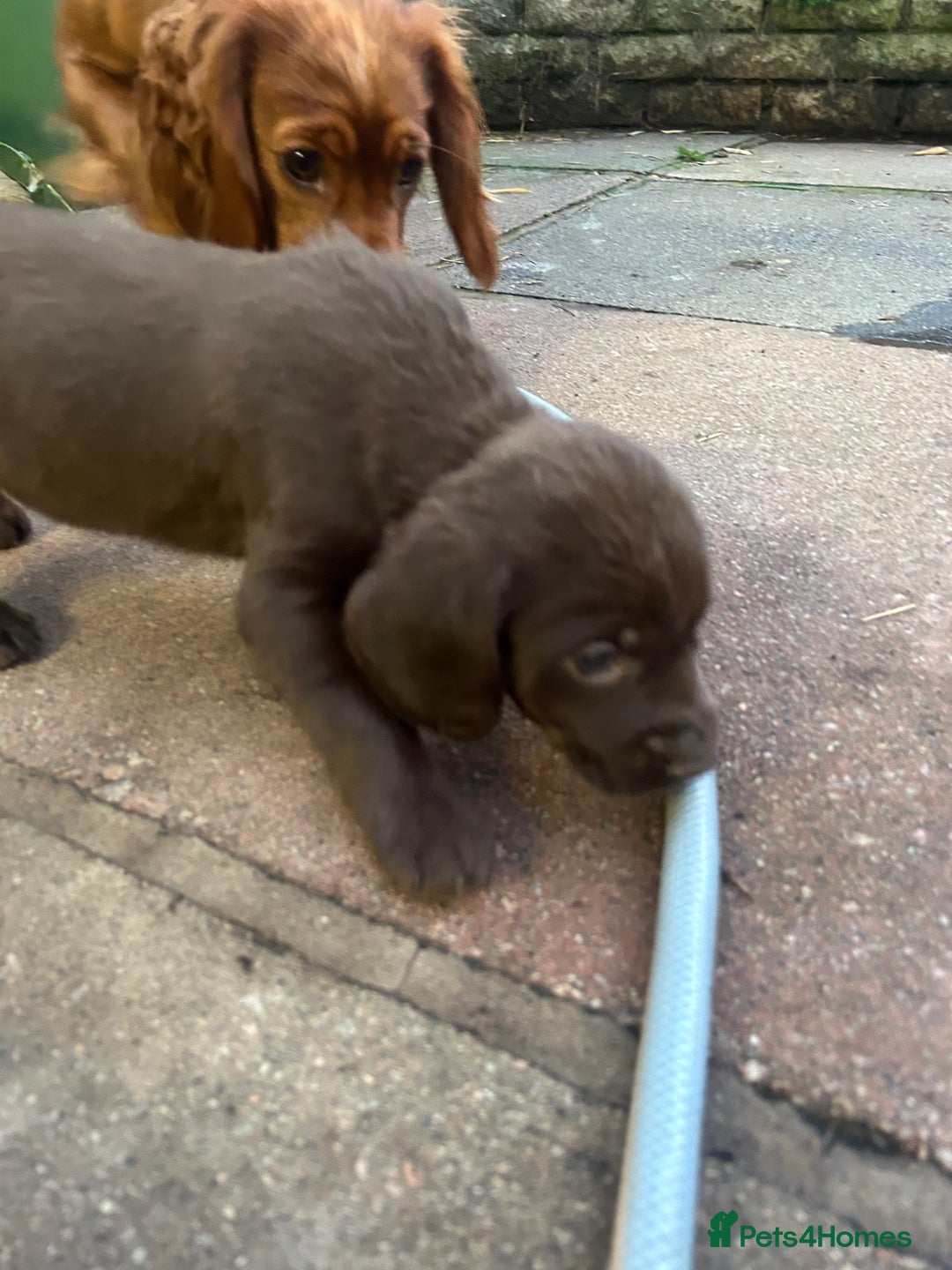 Labrador Retriever dogs for sale: Lab pups  - Image 3