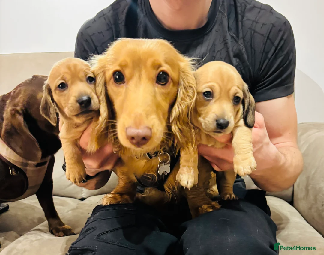 Miniature Dachshund dogs for stud: **For Stud** Cream Longhaired Miniature Dachshund - Advert 7