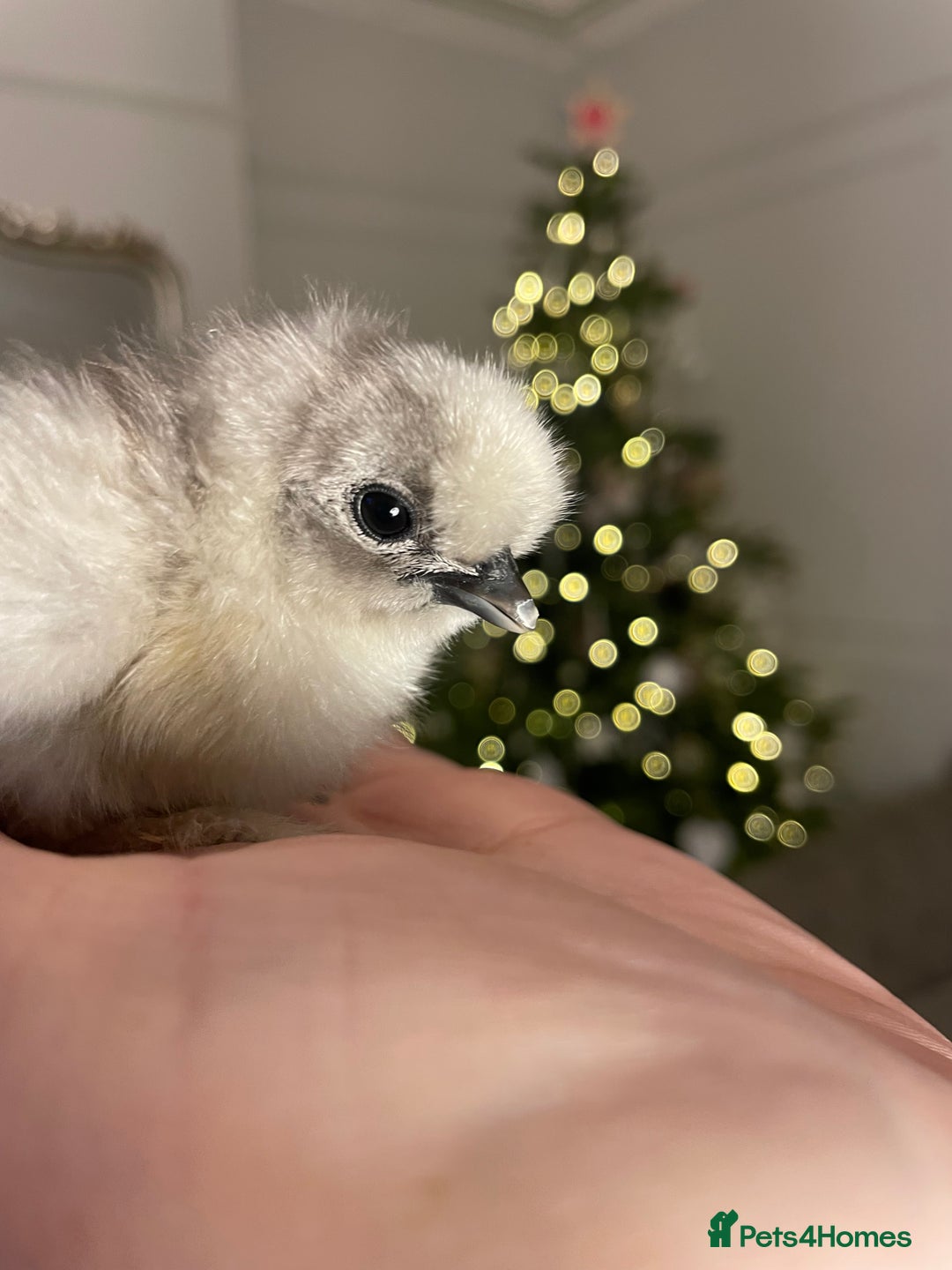 Chickens poultry for sale: ✨🤍Day Old Silkie chicks 🤍✨ - Advert 4