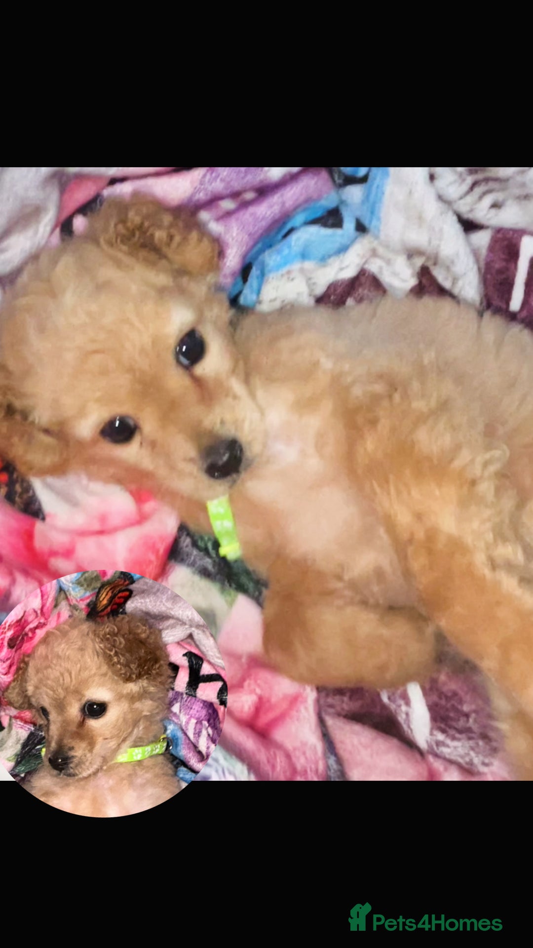 Mixed Breed dogs for sale: Cavapoo mix boy puppy  - Advert 3