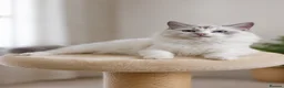 Ragdoll cats for sale: Beautiful Tica Registered Kittens Ragdoll - Advert 26