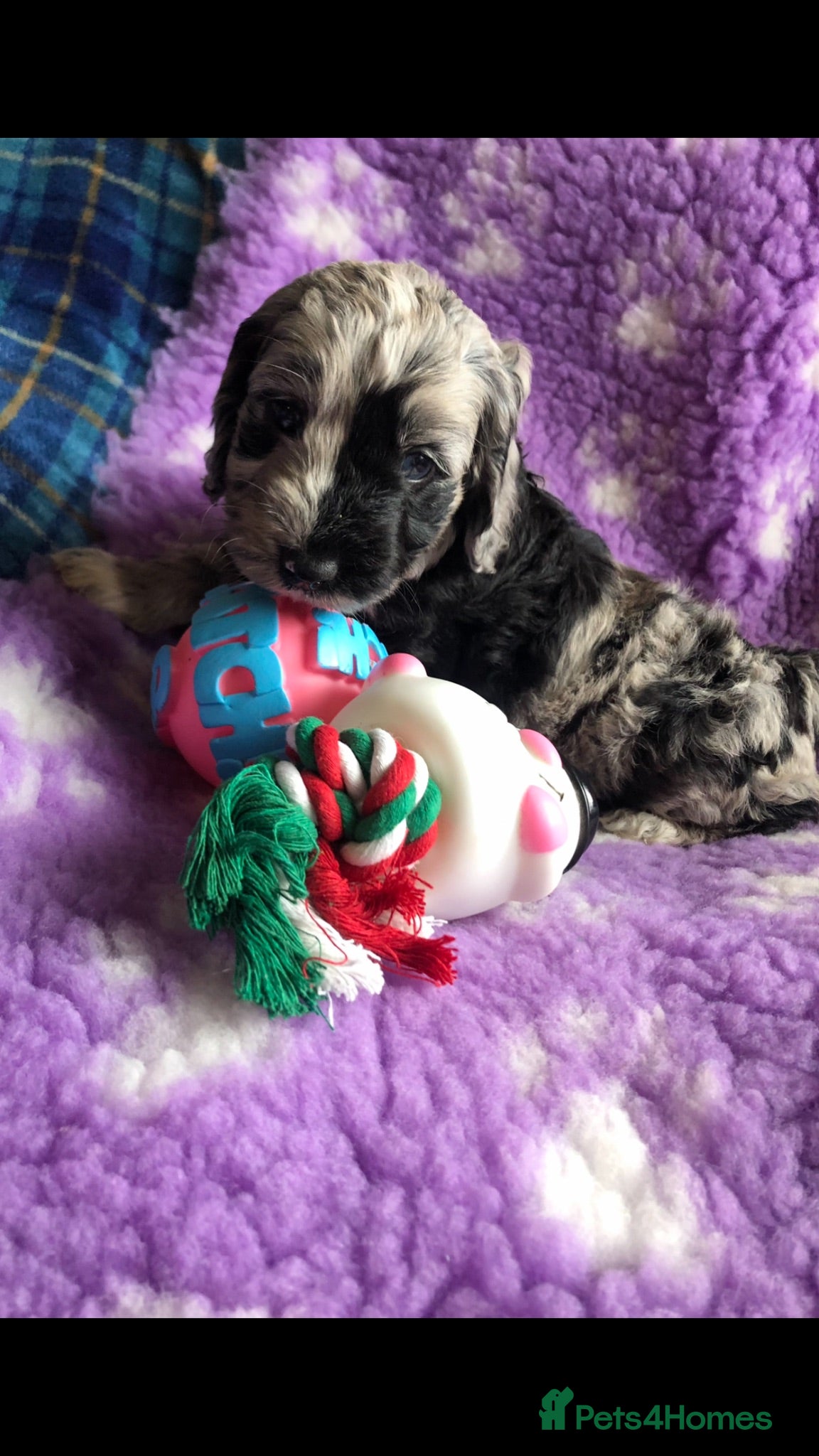Cockapoo dogs Exclusive cockapoo puppies . - Advert 1
