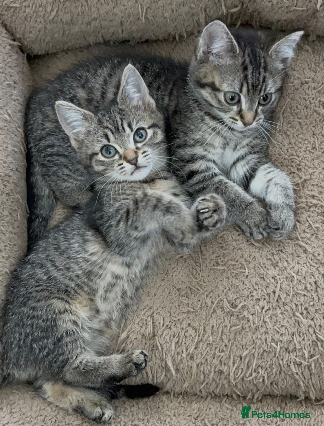 Mixed Breed cats for sale: Beautiful Kittens Ready for a Loving Home 🐾 - Advert 10