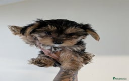 Yorkshire Terrier dogs for sale: 7 male Yorkshire terriers ready to leave.  - Image 1