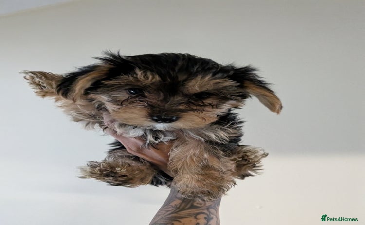 Yorkshire Terrier dogs - Advert 1