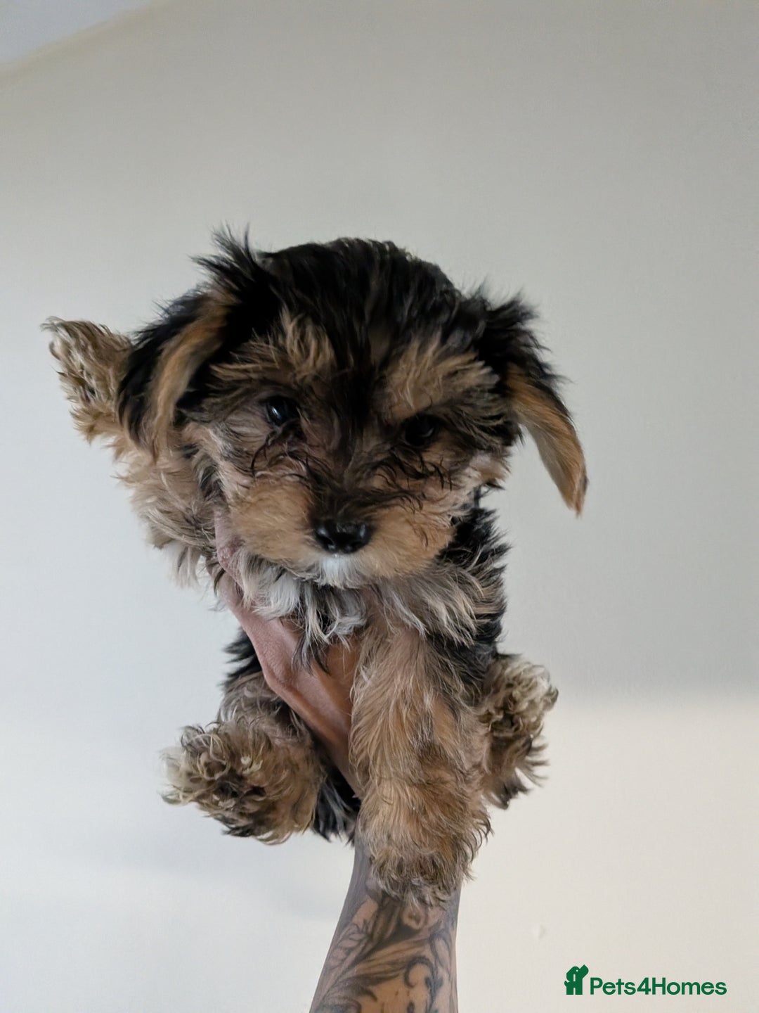 Yorkshire Terrier dogs for sale: 7 male Yorkshire terriers ready to leave.  - Image 1