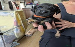 Mixed Breed dogs for sale: Jack, Springer X staffy, lurcher puppies - Image 26