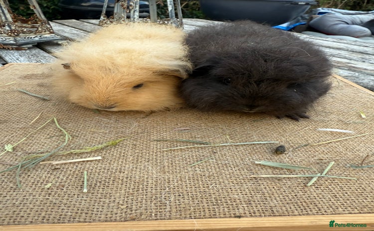 Guinea Pig rodents - Advert 1