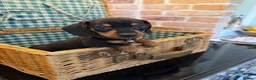 Miniature Dachshund dogs for sale: Miniature Dachshund puppies READY TO LEAVE NOW  - Advert 8