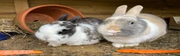 Mixed Breed rabbits for sale: Bonded Mixed Bunnies  - Advert 8