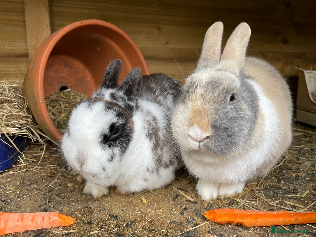 Mixed Breed rabbits for sale: Bonded Mixed Bunnies  - Advert 8