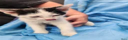 Mixed Breed cats for sale: Beautiful litter of mixed kittens  in Harpenden - Advert 7