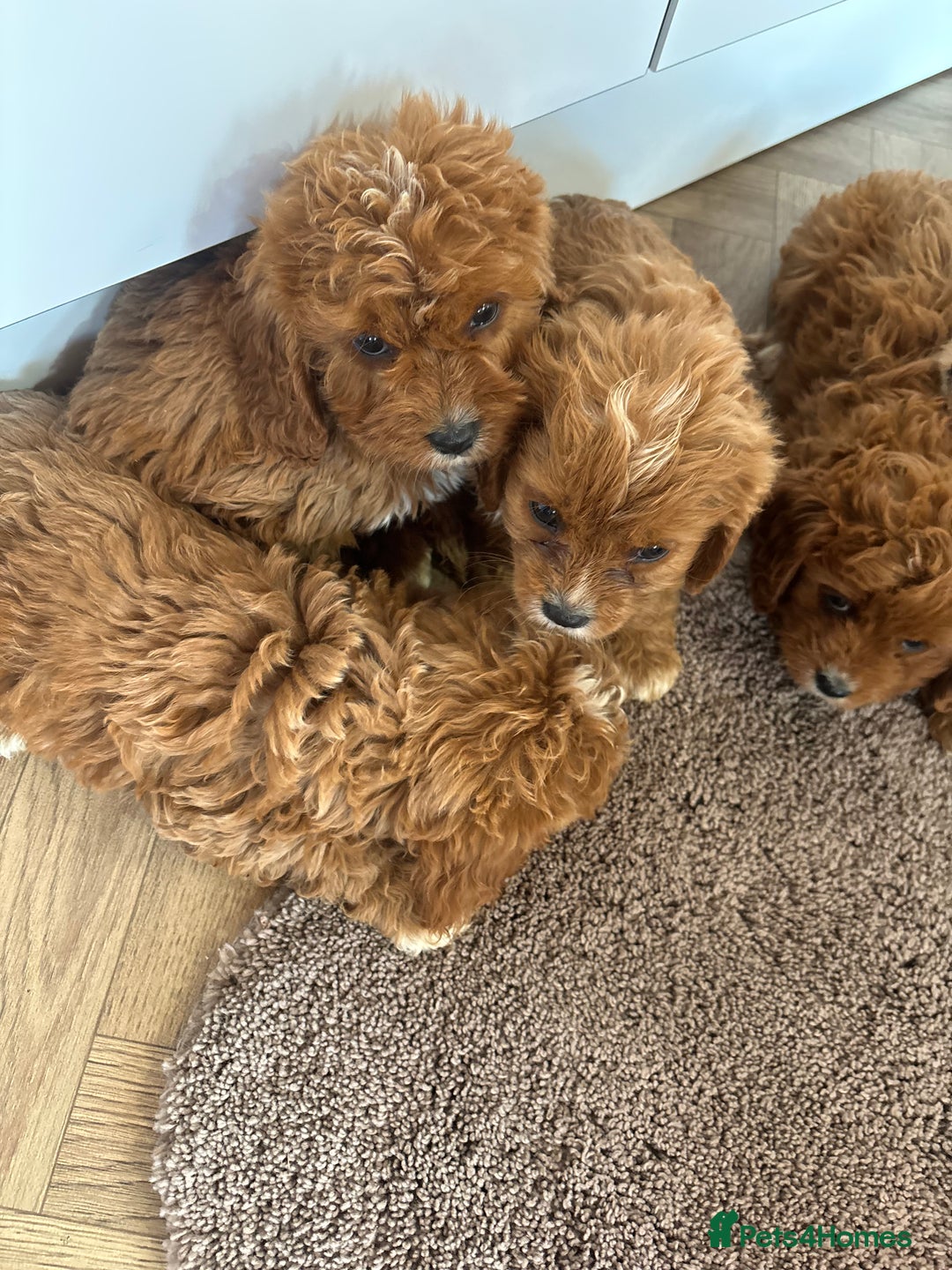 Cavapoo dogs for sale: Gorgeous cavapoos  - Image 8