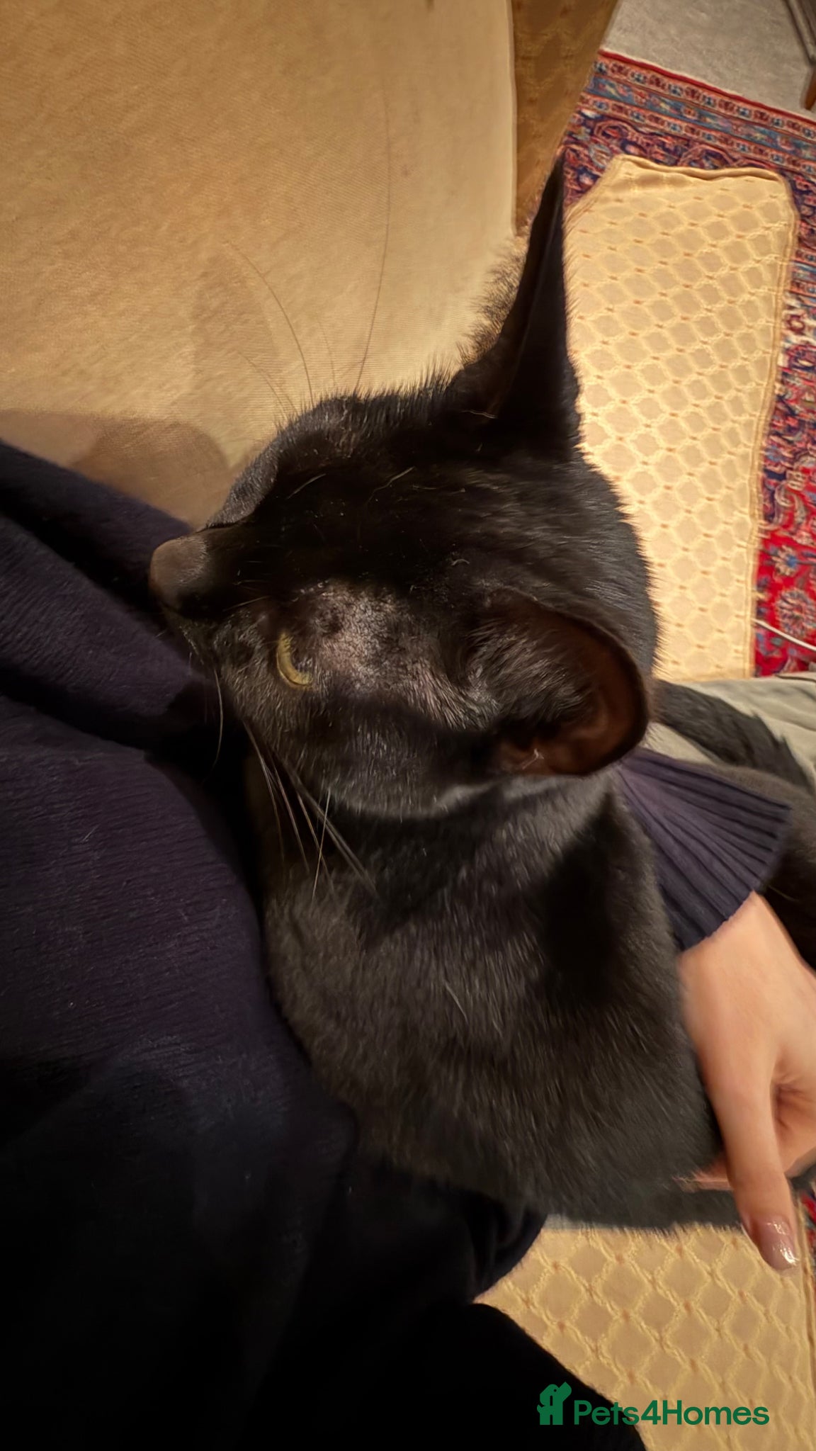 Domestic Shorthair cats for sale: FREE TO A LOVING HOME — Jackie, 8yo Female Cat 🖤 - Advert 8
