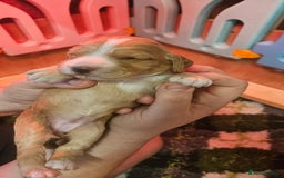 Cocker Spaniel dogs for sale: Beautiful cocker spaniel  - Image 3