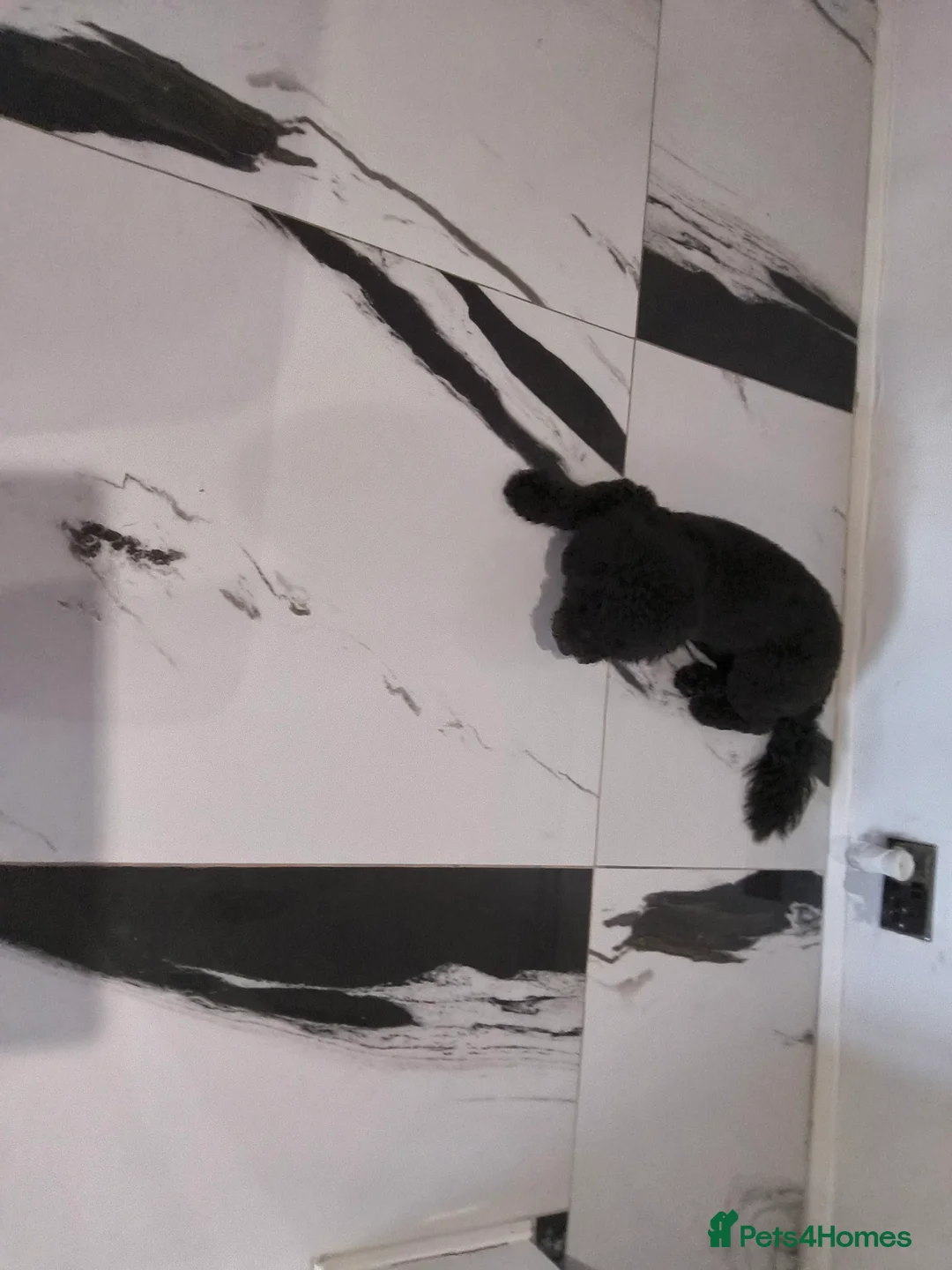 Cockapoo dogs for sale: Looking to rehome our Pup 'ROSCOE 9month old male  - Advert 3