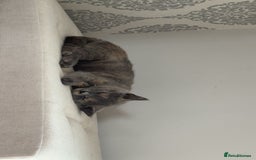 British Shorthair cats for sale: British Short Hair Kitten please read description - Image 7
