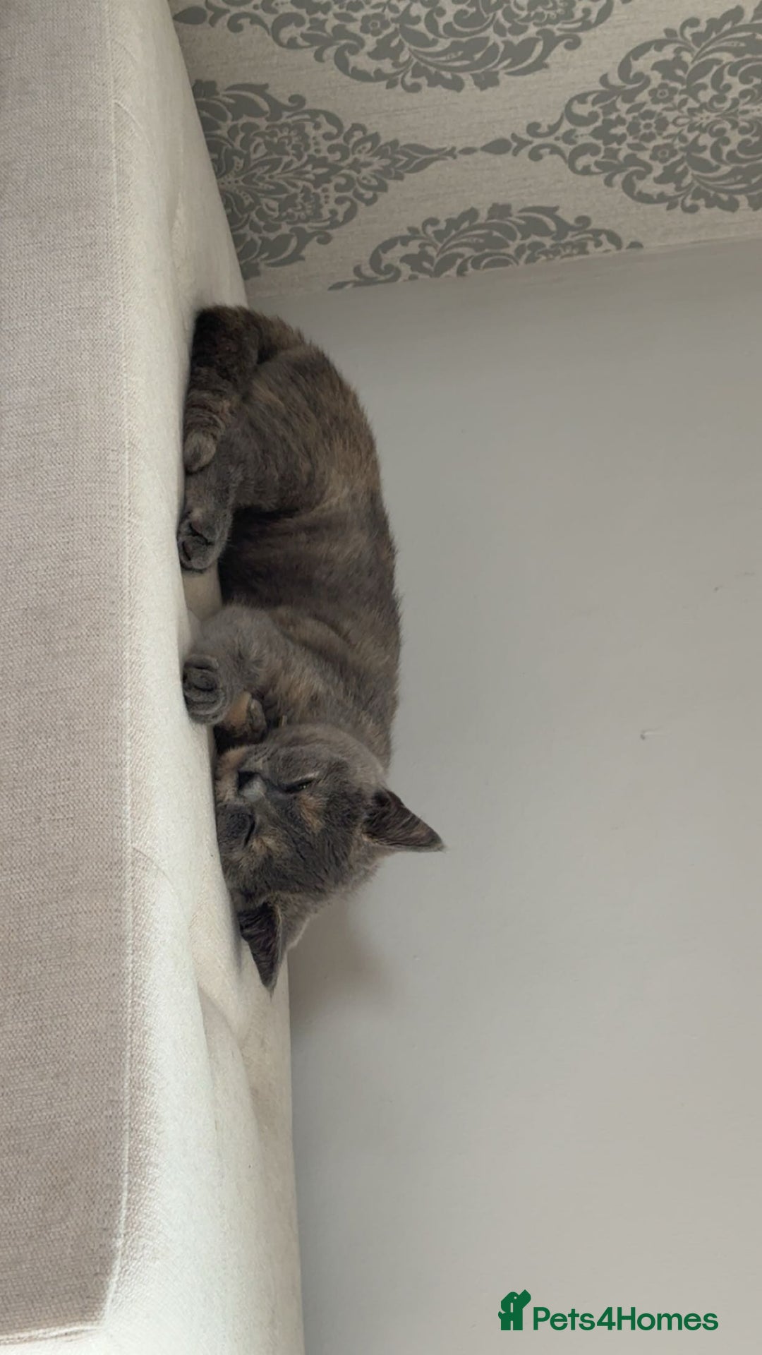British Shorthair cats for sale: British Short Hair Kitten please read description - Image 7