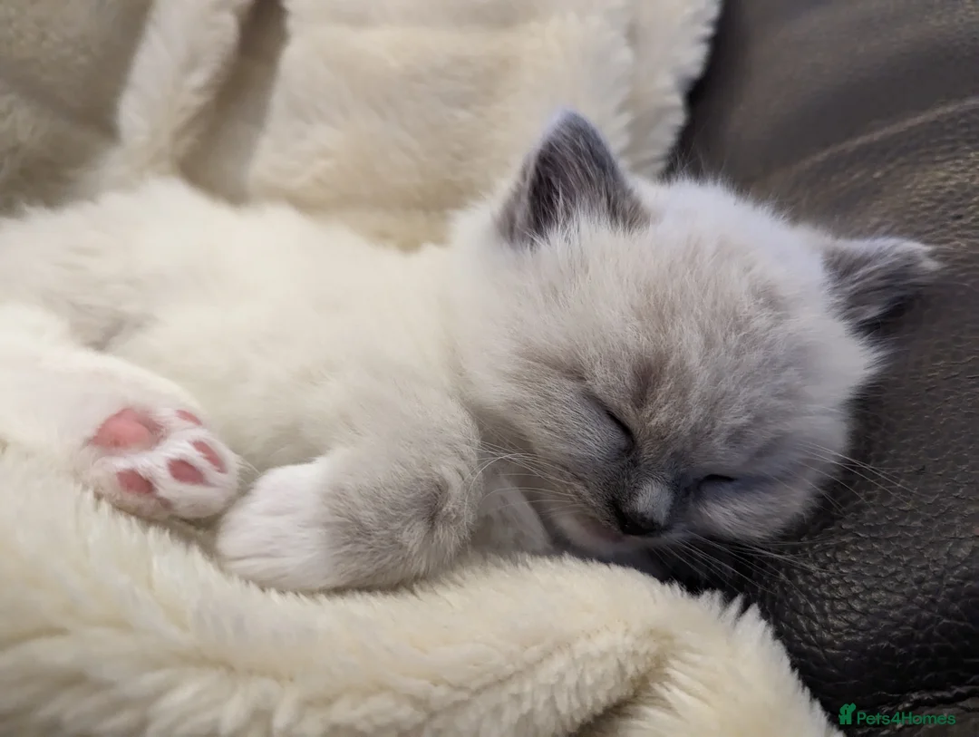 Ragdoll cats for sale: Gorgeous ragdoll kittens - Advert 12