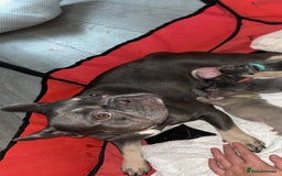 French Bulldog dogs for sale: PUPPIES DUE 31ST OCTOBER  - Image 2