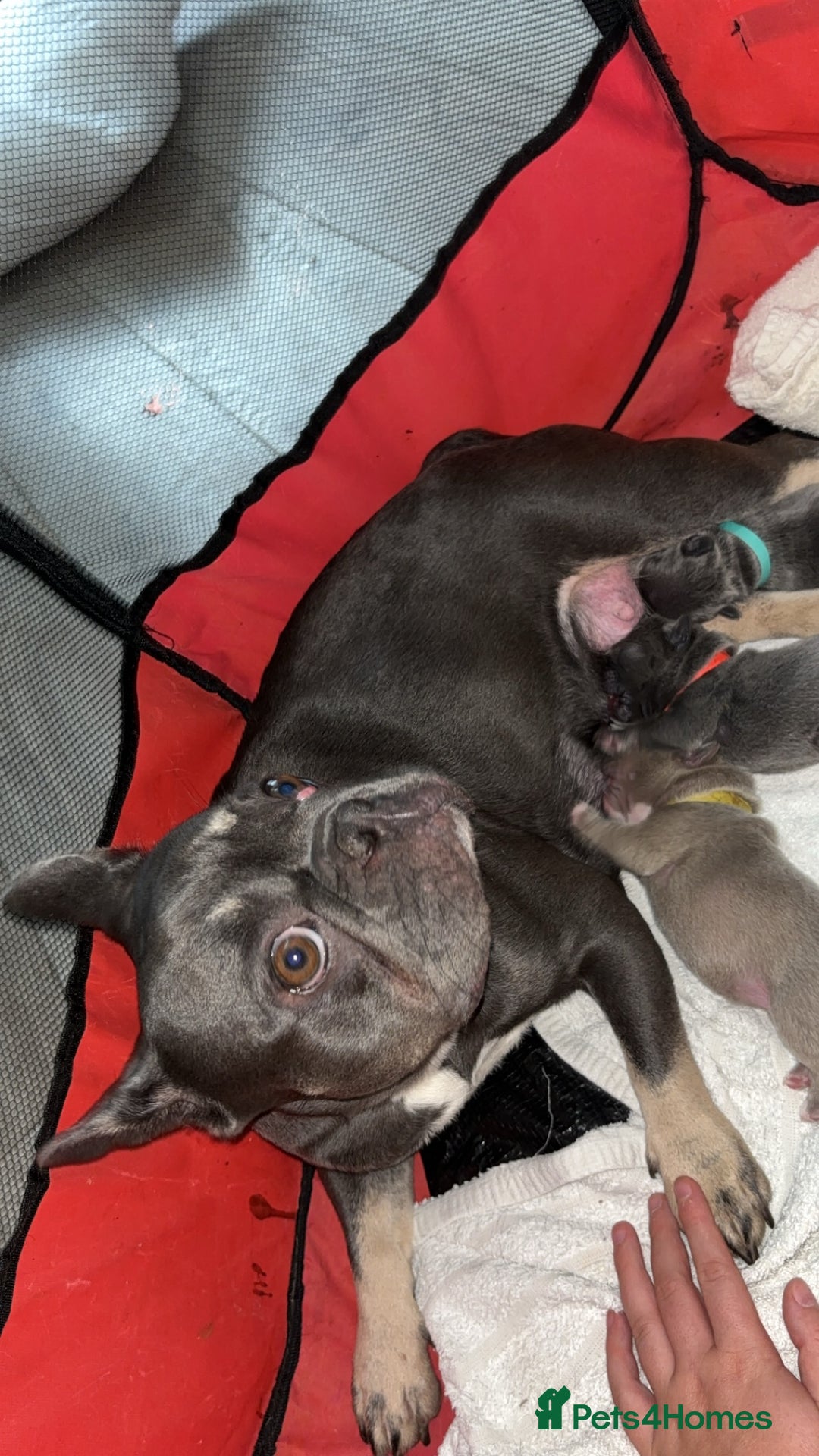 French Bulldog dogs for sale: PUPPIES DUE 31ST OCTOBER  - Image 2